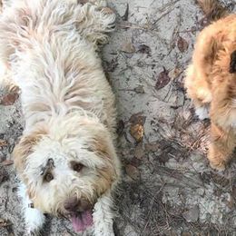 Aussiedoodles from Fetch Love Farms