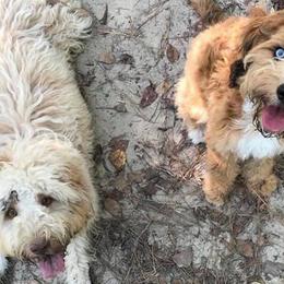 Aussiedoodles from Fetch Love Farms