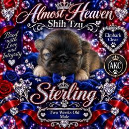 Sterling - Brindle male Shih Tzu puppy in Dallas, Texas from Almost Heaven Shih Tzu