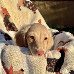 Oscar - Fawn (isabella) and cream male Dachshund puppy in Fontana, California from DOXI.E.