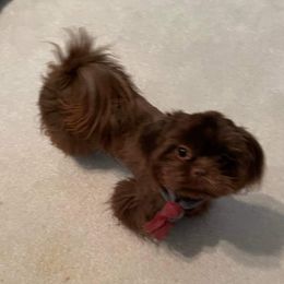 Truffles - Shih Tzu