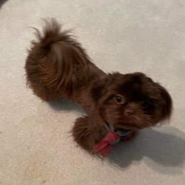 Truffles - Shih Tzu