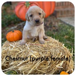 Labrador Retriever Puppies from Spring Water Labs of the Carolinas