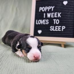 Poppy - Black and tan female American Corgi puppy in Taylorsville, North Carolina from America's Red White and Bluie Corgis