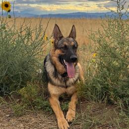Raya - German Shepherd