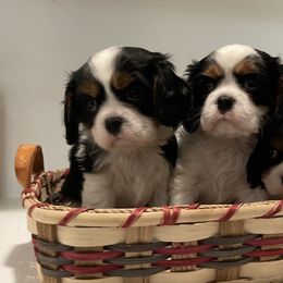 Cavalier King Charles Spaniel Puppies from Ridgefield Cavaliers