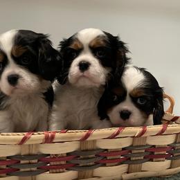 Cavalier King Charles Spaniel Puppies from Ridgefield Cavaliers