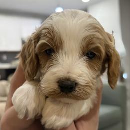Milo - White male Cavapoo puppy in Pasco, Washington from Beth's Cavapoos