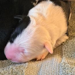 June - Black and white female Border Collie puppy in Lebanon, Oregon from Cahill’s Canines