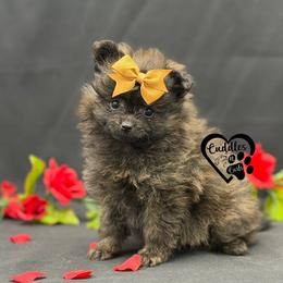 Princess - Brindle female Pomeranian puppy in Nashville, Arkansas from Cuddles n Curls
