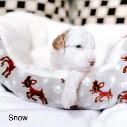 Snow - Parti female Goldendoodle puppy in Lakeland, Florida from Rolling Oak Doodles
