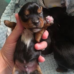 Boy 1 - Black and gold male Yorkshire Terrier puppy in Lakeland, Florida from You Me & The Yorkies