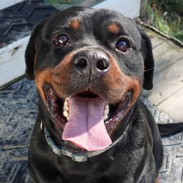 Girl 2 - female Rottweiler puppy in Charleston, West Virginia from Louisov Kennel
