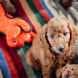 Bernedoodle, Goldendoodle, and Poodle Puppies from Northwest Pups