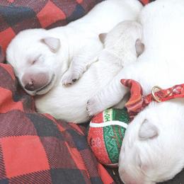 Girl 2 - female Labrador Retriever puppy in Missouri City, Texas from Labrador Retriever Puppies