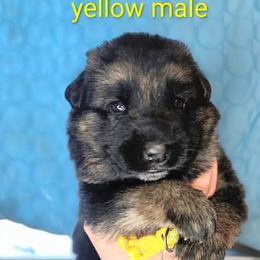 Yellow - Black and red male German Shepherd puppy in Holden, Missouri from Vacker Warin Engel