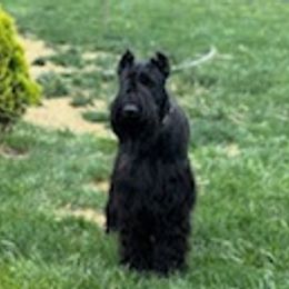 Giant Schnauzers from Stratton House Kennels