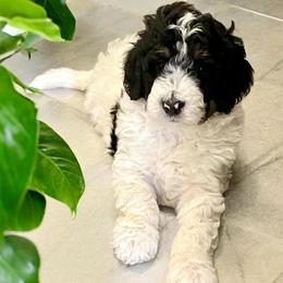 Finn - Black and white male Bernedoodle puppy in Huntsville, Alabama from Falcon Ridge Doodles