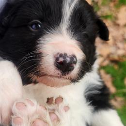 Boy 3 - Black and white male Border Collie puppy in Powder Springs, Georgia from Snowbird Border Collies