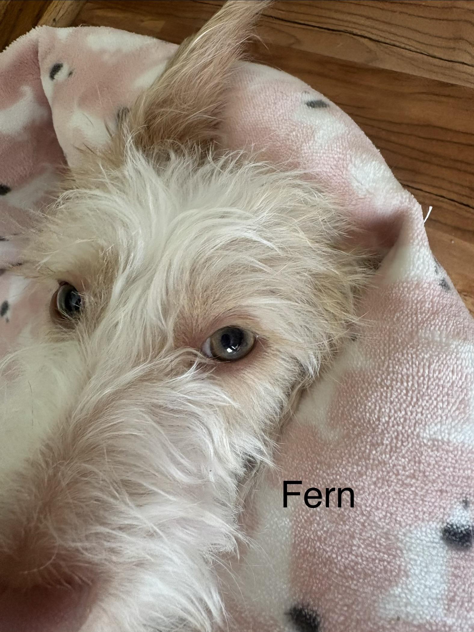 Fern