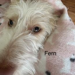 Fern - Dachshund