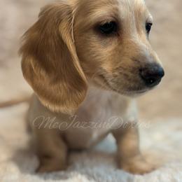 Boy 1 - Cream male Dachshund puppy in Chehalis, Washington from McJazzin Doxies