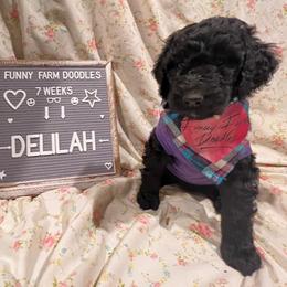 Goldendoodle and Poodle Puppies from Funny Farm Doodles