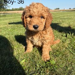 Boy 7 - Apricot male Goldendoodle puppy in West Point, Iowa from Circle A Mini Goldendoodles and Mini Bernedoodles