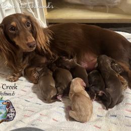 Cream Boy 1 - Cream male Dachshund puppy in Fayetteville, West Virginia from Loop Creek Dachshunds
