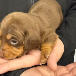 Wally - Chocolate and tan male Dachshund puppy in Ft Dodge, Iowa from Secret Reality
