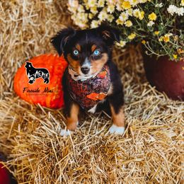 Miniature Australian Shepherd and Toy Australian Shepherd Puppies from Fireside Toy & Mini Aussies