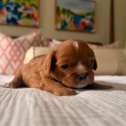 Cavalier King Charles Spaniel puppies from Waggin Tails