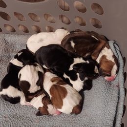Basset Hound Puppies from Bodenhamer Hounds