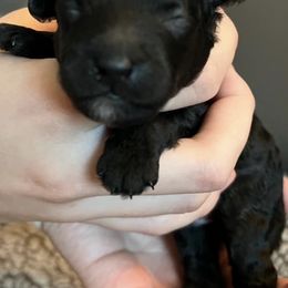 Belgian Malinois and Maltipoos from CJ’s SoCal Mals and Maltipoo’s