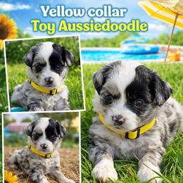 Yellow collar toy - Blue merle female Aussiedoodle puppy in 32046, Florida from River Hill Ranch