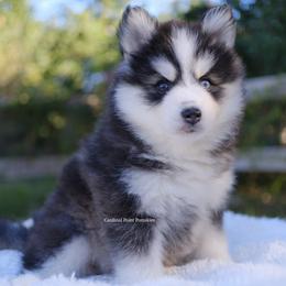 Coal - Black and white male Pomsky puppy in Boca Raton, Florida from Cardinal Point Pomskies