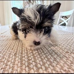 Fiyero 2450 back to school special - Black tan and white male Biewer Terrier puppy in Cartersville, Georgia from Alpha Tiny Paws