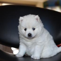 Coco - White female Pomsky puppy in Coos Bay, Oregon from Ocean View Pomskies
