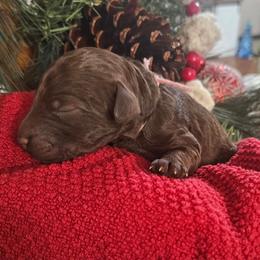 Girl 1 - Sable female Bordoodle puppy in Hillsboro, Wisconsin from Nolichuckey Bordoodles