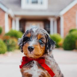 Aussiedoodle, Cavapoo, and Miniature American Shepherd Puppies from Maddilyn Dennett