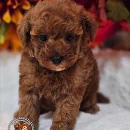Honey - Red  female Poodle puppy in Salem, Missouri from Meadowbrook Poodles