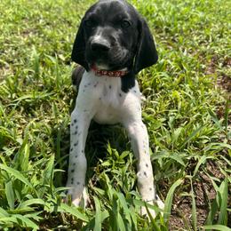 Red - Black and white male German Shorthaired Pointer puppy in Newton Grove, North Carolina from Wayalife Labradors & Gsp’s