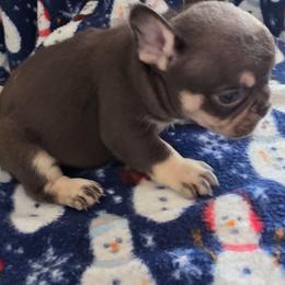 Elizabeth - Liver female French Bulldog puppy in Manchester, Iowa from Stogdill's Baby Bullies