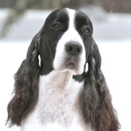 Benny - English Springer Spaniel