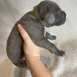 Great Dane Puppies from Parker's Great Danes