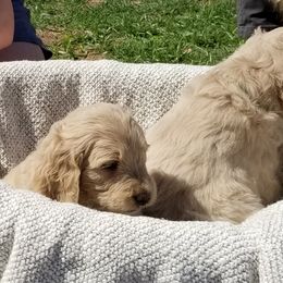 Bernedoodle and Goldendoodle Puppies from Cookies and Cream Doodles
