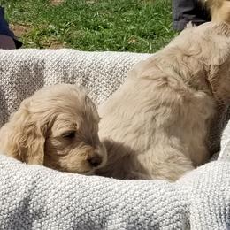 Bernedoodle and Goldendoodle Puppies from Cookies and Cream Doodles