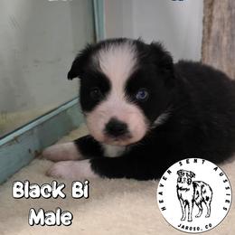 Everett - Black & white male Miniature Australian Shepherd puppy in Jaroso, Colorado from Heaven Sent Aussies