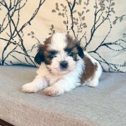 Will Turner - Tricolor male Shih Tzu puppy in Stroud, Oklahoma from Laik’s Little Shihtz & Poms