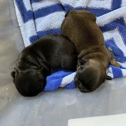 French Bulldog Puppies from Just Us Frenchies